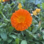 calendula flowers