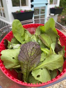 harvested salad