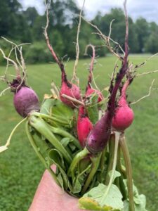 fresh radishes