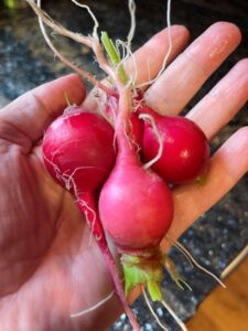 radishes
