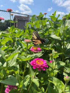 pollinator garden