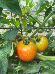 tomatoes