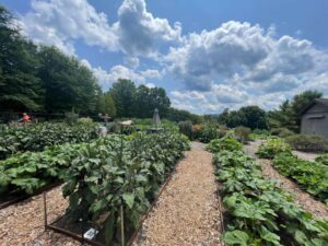 veggie garden