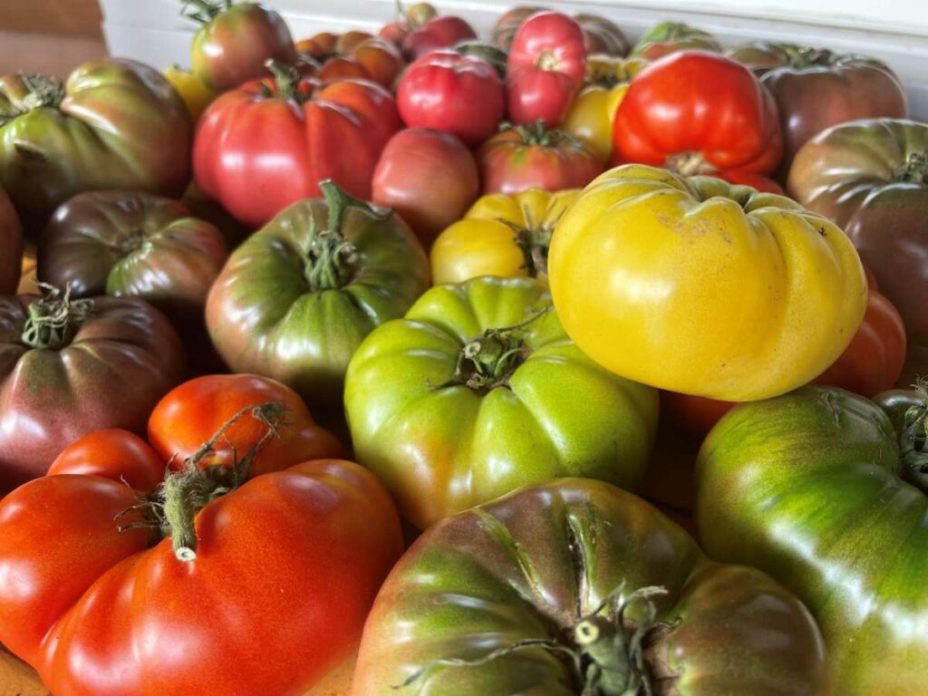 southern tomato sandwich