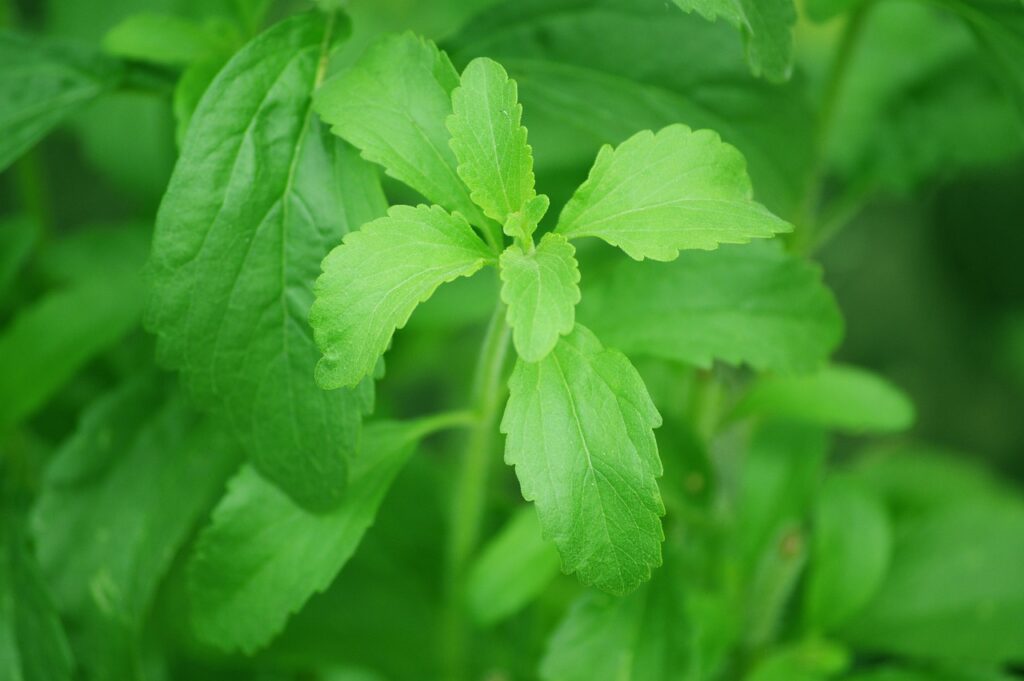 stevia benefits